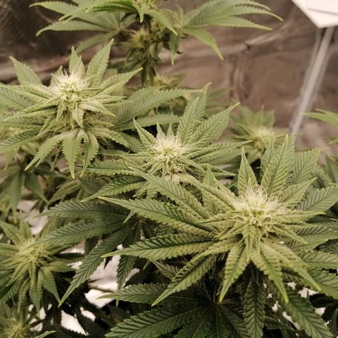 Blackberry Nuggets growlog timeline photo