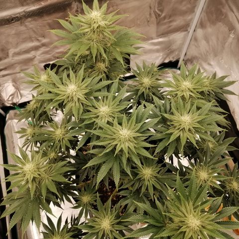 Blackberry Nuggets growlog timeline photo