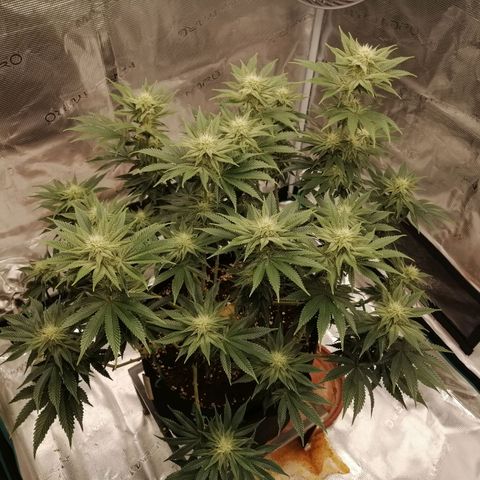Blackberry Nuggets growlog timeline photo