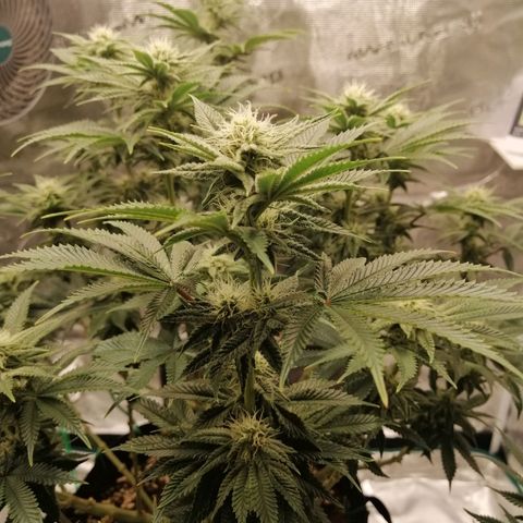 Blackberry Nuggets growlog timeline photo