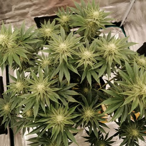 Blackberry Nuggets growlog timeline photo