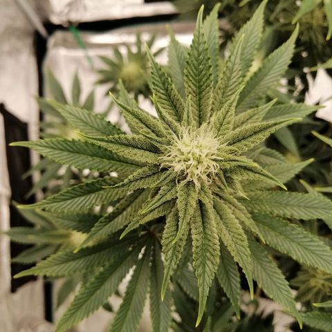Blackberry Nuggets growlog timeline photo