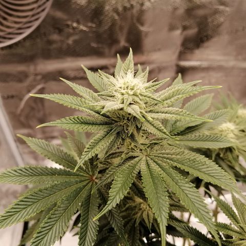 Blackberry Nuggets growlog timeline photo