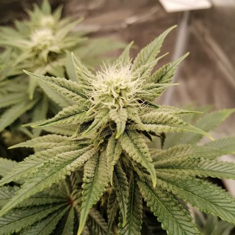 Blackberry Nuggets growlog timeline photo