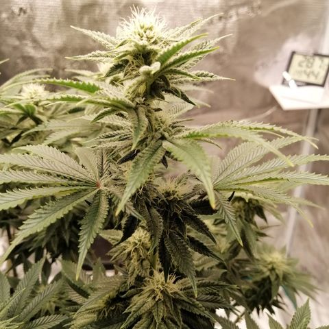 Blackberry Nuggets growlog timeline photo