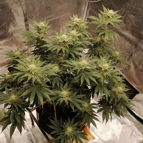 Blackberry Nuggets growlog timeline photo