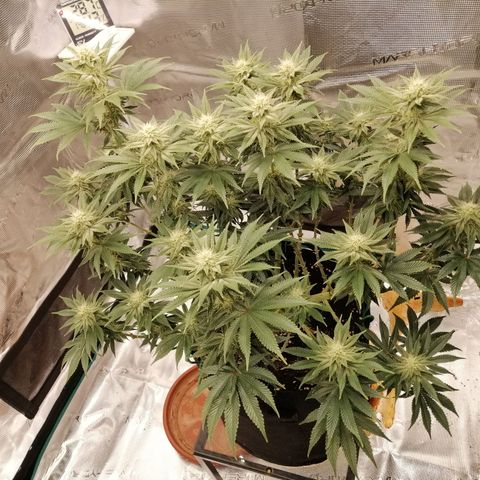 Blackberry Nuggets growlog timeline photo
