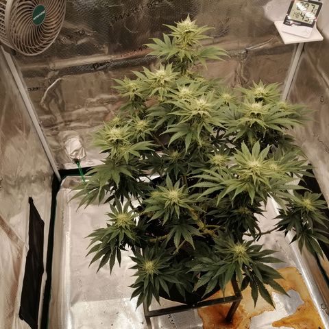 Blackberry Nuggets growlog timeline photo