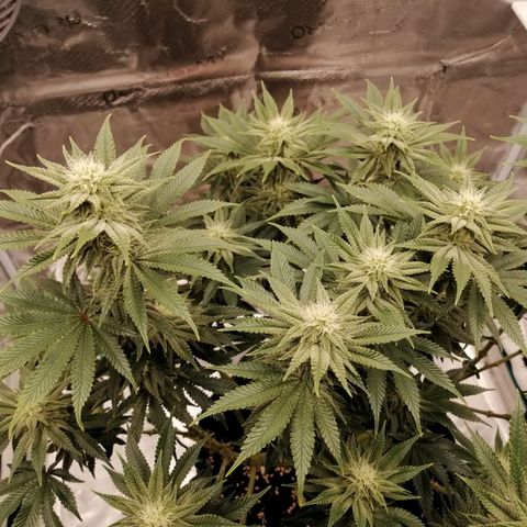 Blackberry Nuggets growlog timeline photo