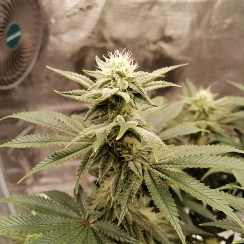 Blackberry Nuggets growlog timeline photo