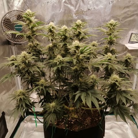 Blackberry Nuggets growlog timeline photo