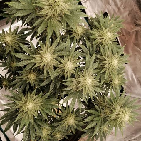 Blackberry Nuggets growlog timeline photo