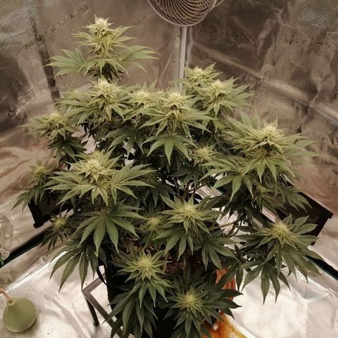 Blackberry Nuggets growlog timeline photo