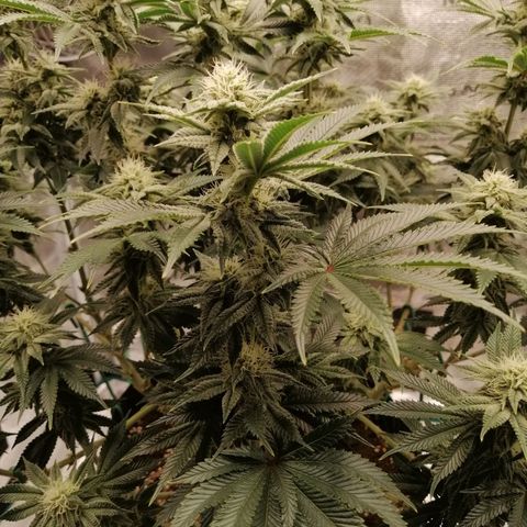 Blackberry Nuggets growlog timeline photo