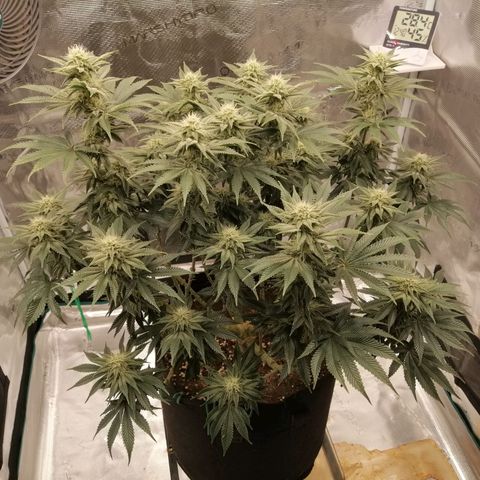 Blackberry Nuggets growlog timeline photo