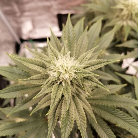 Blackberry Nuggets growlog timeline photo