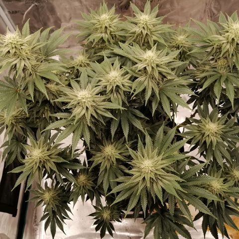 Blackberry Nuggets growlog timeline photo
