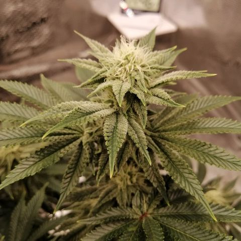 Blackberry Nuggets growlog timeline photo