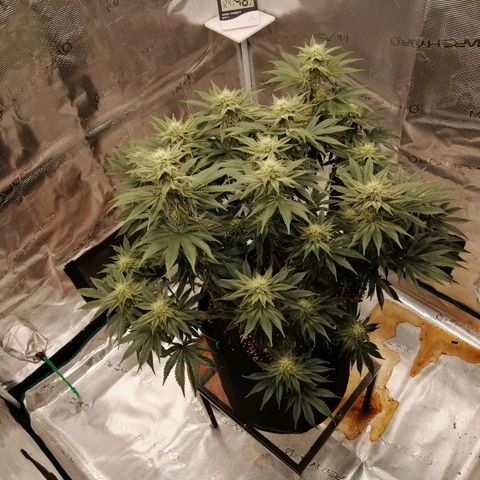 Blackberry Nuggets growlog timeline photo