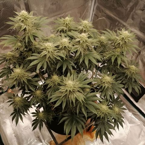 Blackberry Nuggets growlog timeline photo
