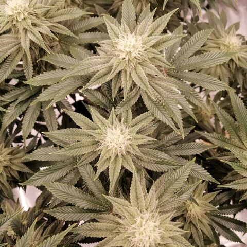 Blackberry Nuggets growlog timeline photo