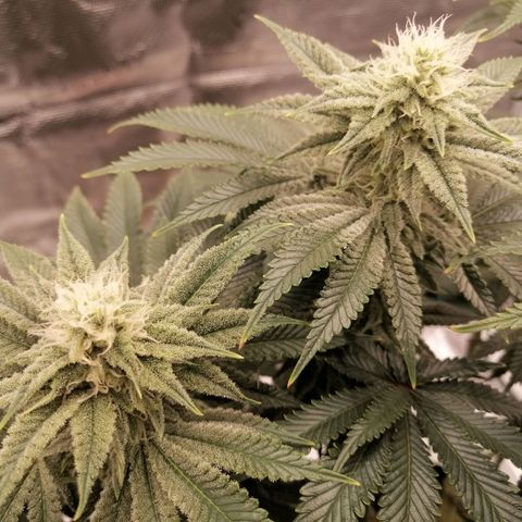 Blackberry Nuggets growlog timeline photo