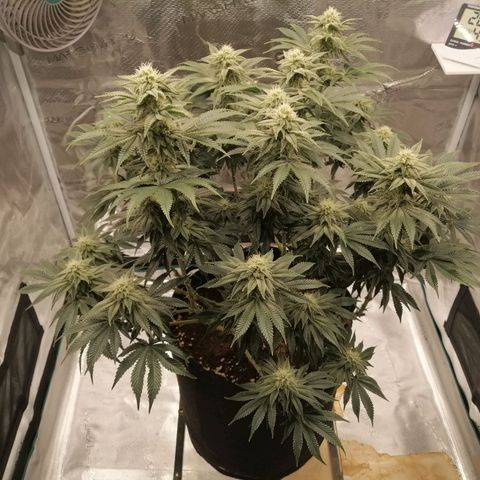 Blackberry Nuggets growlog timeline photo