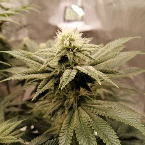 Blackberry Nuggets growlog timeline photo