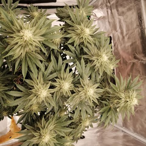Blackberry Nuggets growlog timeline photo