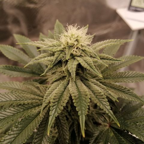 Blackberry Nuggets growlog timeline photo