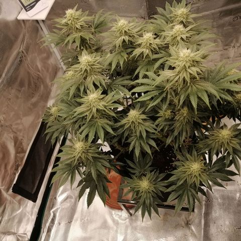Blackberry Nuggets growlog timeline photo
