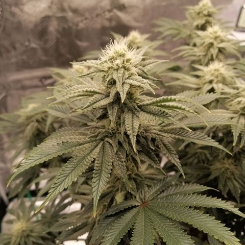 Blackberry Nuggets growlog timeline photo