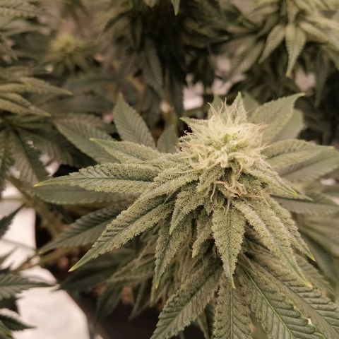 Blackberry Nuggets growlog timeline photo