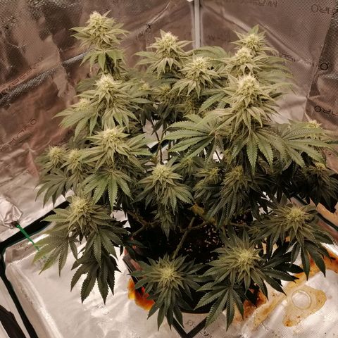 Blackberry Nuggets growlog timeline photo