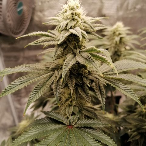 Blackberry Nuggets growlog timeline photo