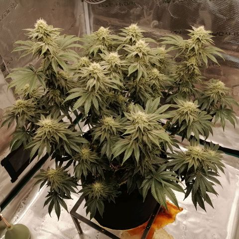 Blackberry Nuggets growlog timeline photo
