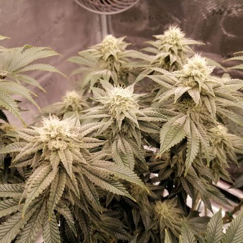 Blackberry Nuggets growlog timeline photo