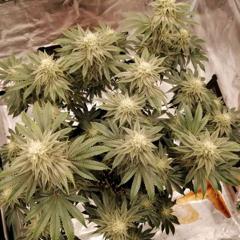 Blackberry Nuggets growlog timeline photo