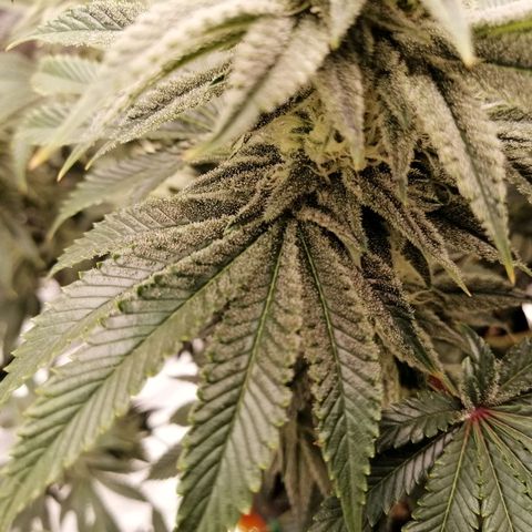 Blackberry Nuggets growlog timeline photo