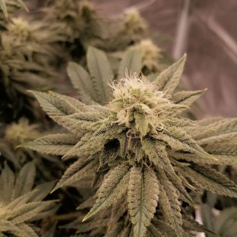 Blackberry Nuggets growlog timeline photo