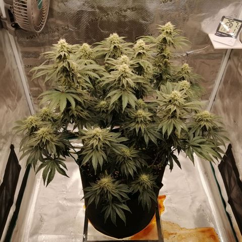 Blackberry Nuggets growlog timeline photo