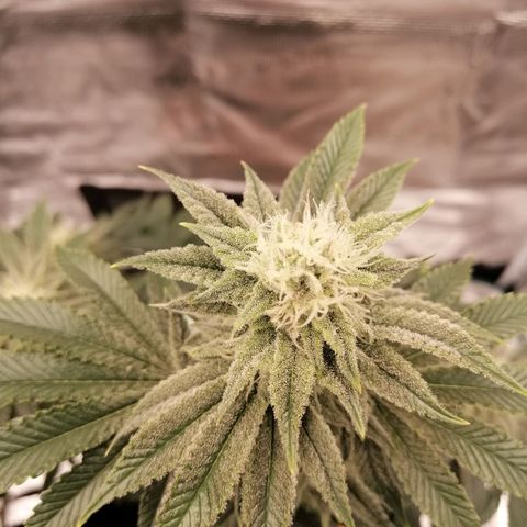 Blackberry Nuggets growlog timeline photo
