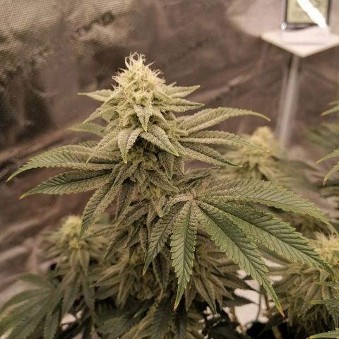 Blackberry Nuggets growlog timeline photo