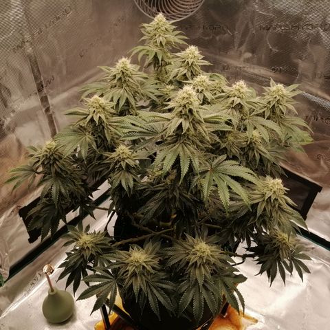 Blackberry Nuggets growlog timeline photo