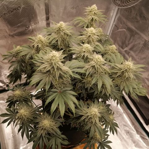 Blackberry Nuggets growlog timeline photo