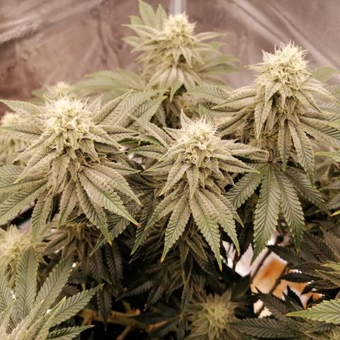 Blackberry Nuggets growlog timeline photo