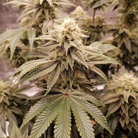 Blackberry Nuggets growlog timeline photo