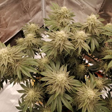 Blackberry Nuggets growlog timeline photo