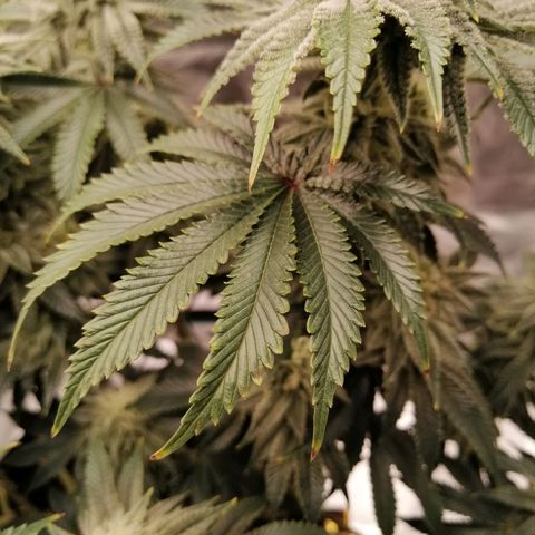 Blackberry Nuggets growlog timeline photo