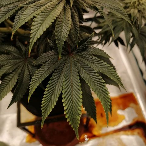 Blackberry Nuggets growlog timeline photo